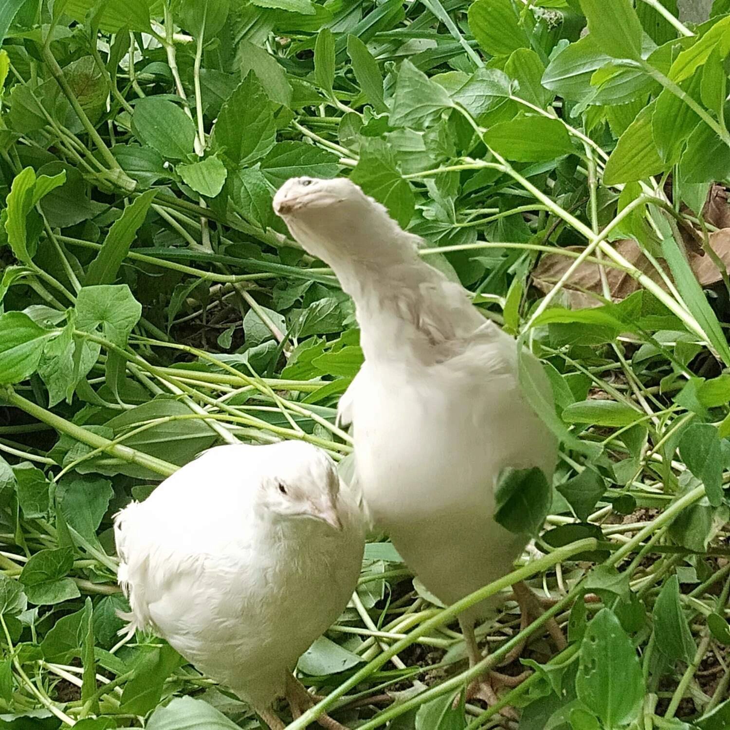 白羽沙维鹌鹑