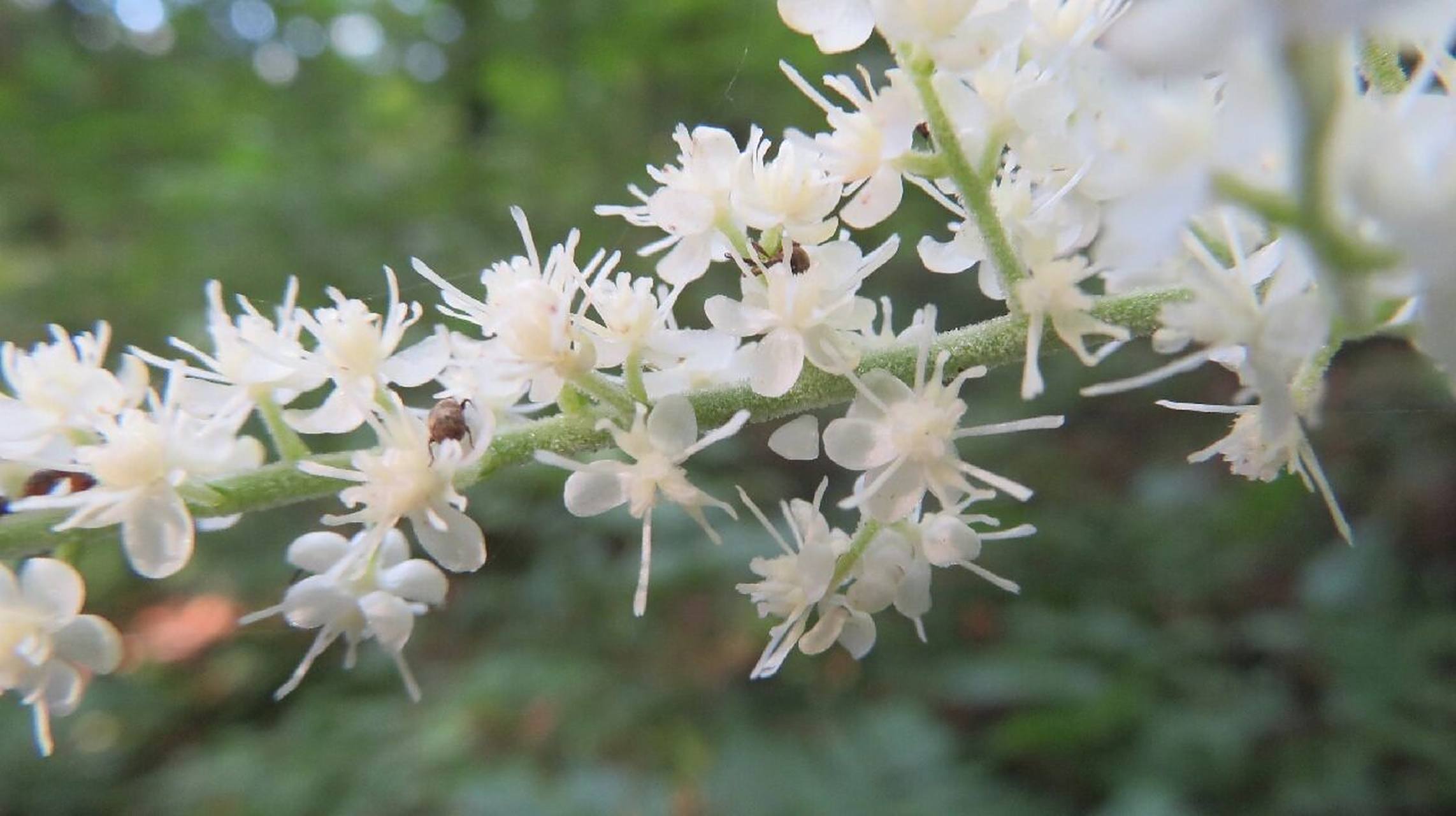 兴安升麻,毛茛科升麻属多年生草本植物 嫩苗就是野菜苦窿芽