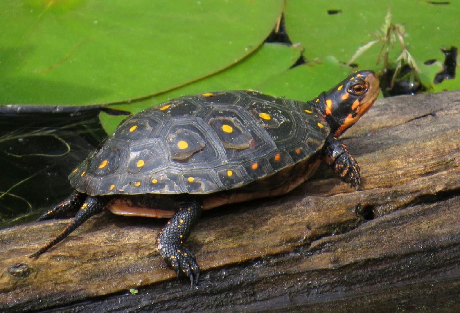 博物 | 星点水龟 爬行纲-龟鳖目-泽龟科-龟亚科-水龟属-星点水龟