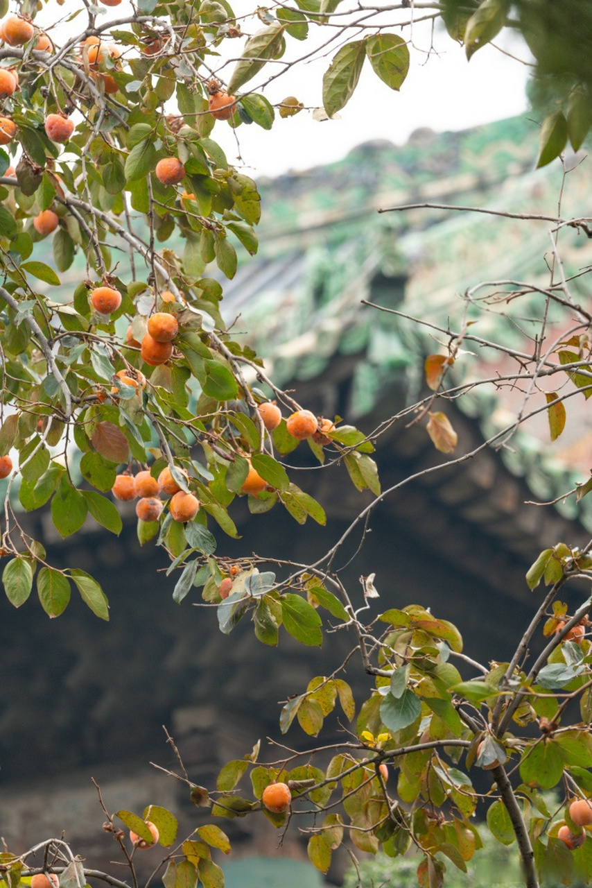 【#故宫柿子成熟与红墙相映成景#】深秋时节,故宫里的柿子红了,挂满