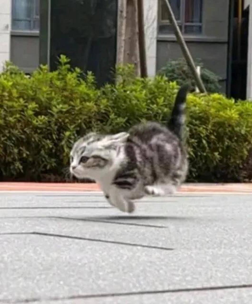 奔跑的小猫咪,是不是一猫一样