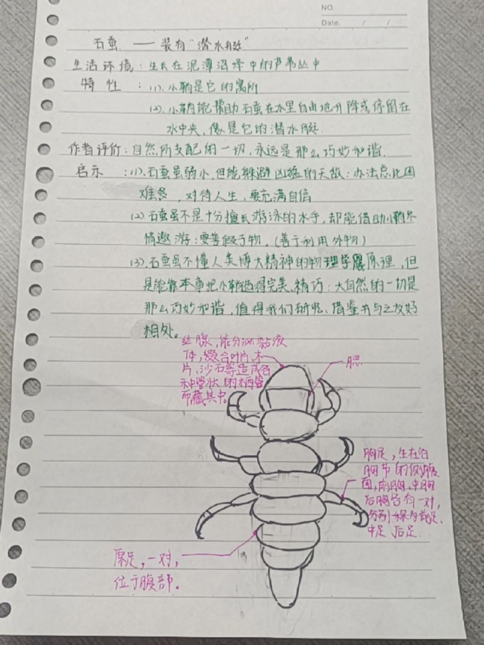 《昆虫记》石蚕笔记(有配图) 全部手绘,不喜勿喷哦,谢谢