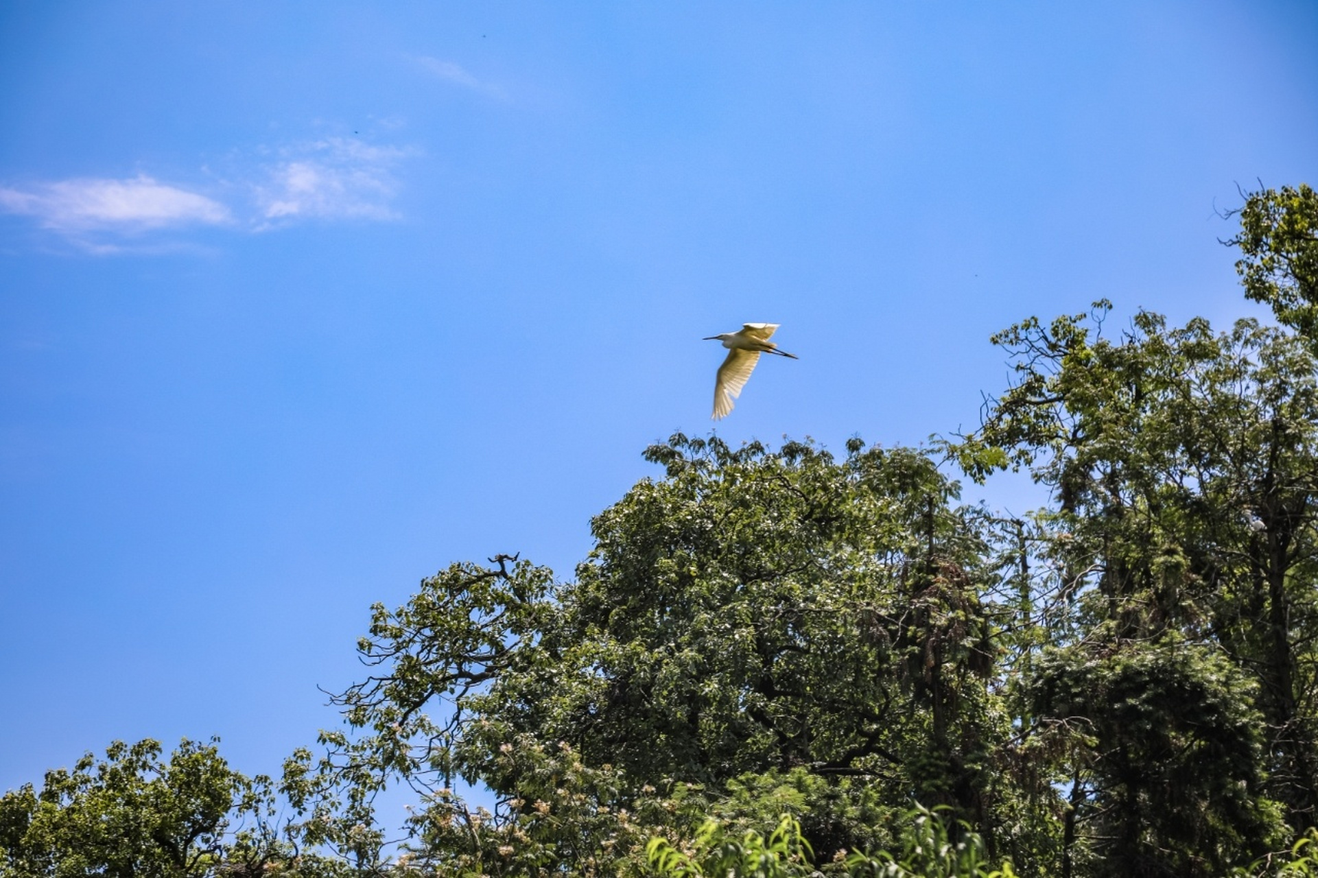 在这里居然是全国最多 在下渚湖有三座小岛,其中的关鸠岛又名朱鹮岛