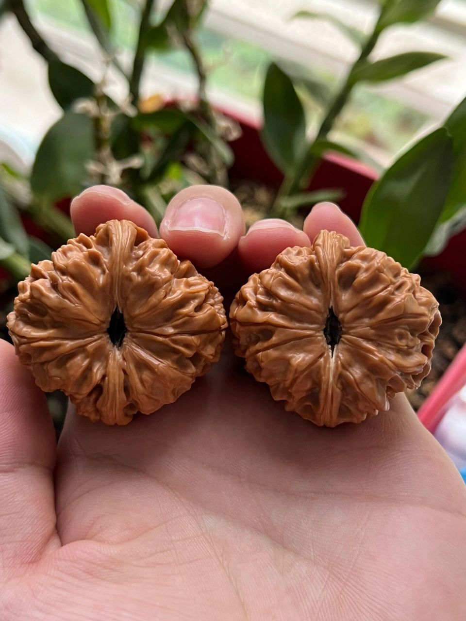 门墩核桃 门墩核桃,传言史料记载,门墩狮子头是乾隆爷最爱品种,故宫中