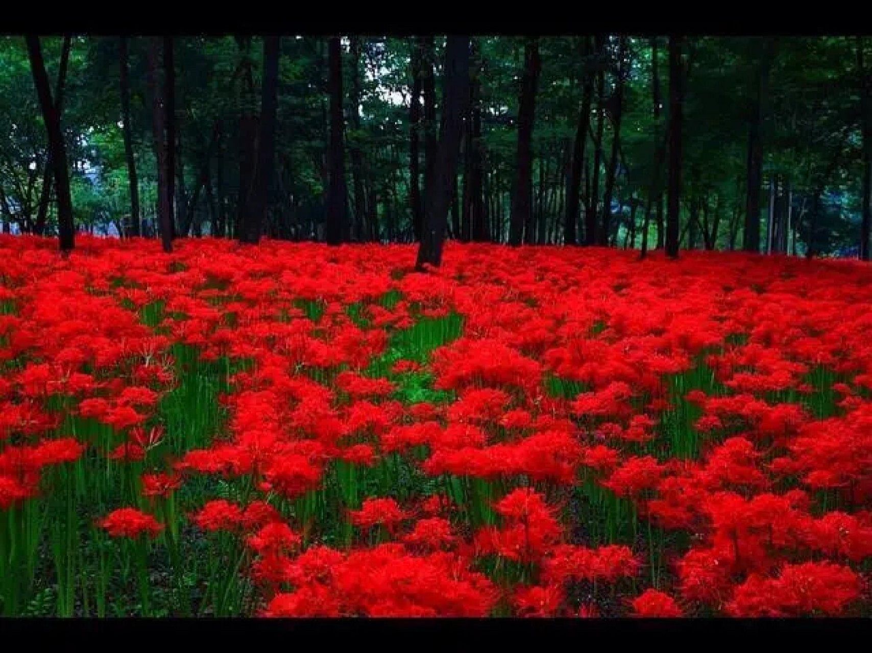 暗影彼岸花精灵王图片