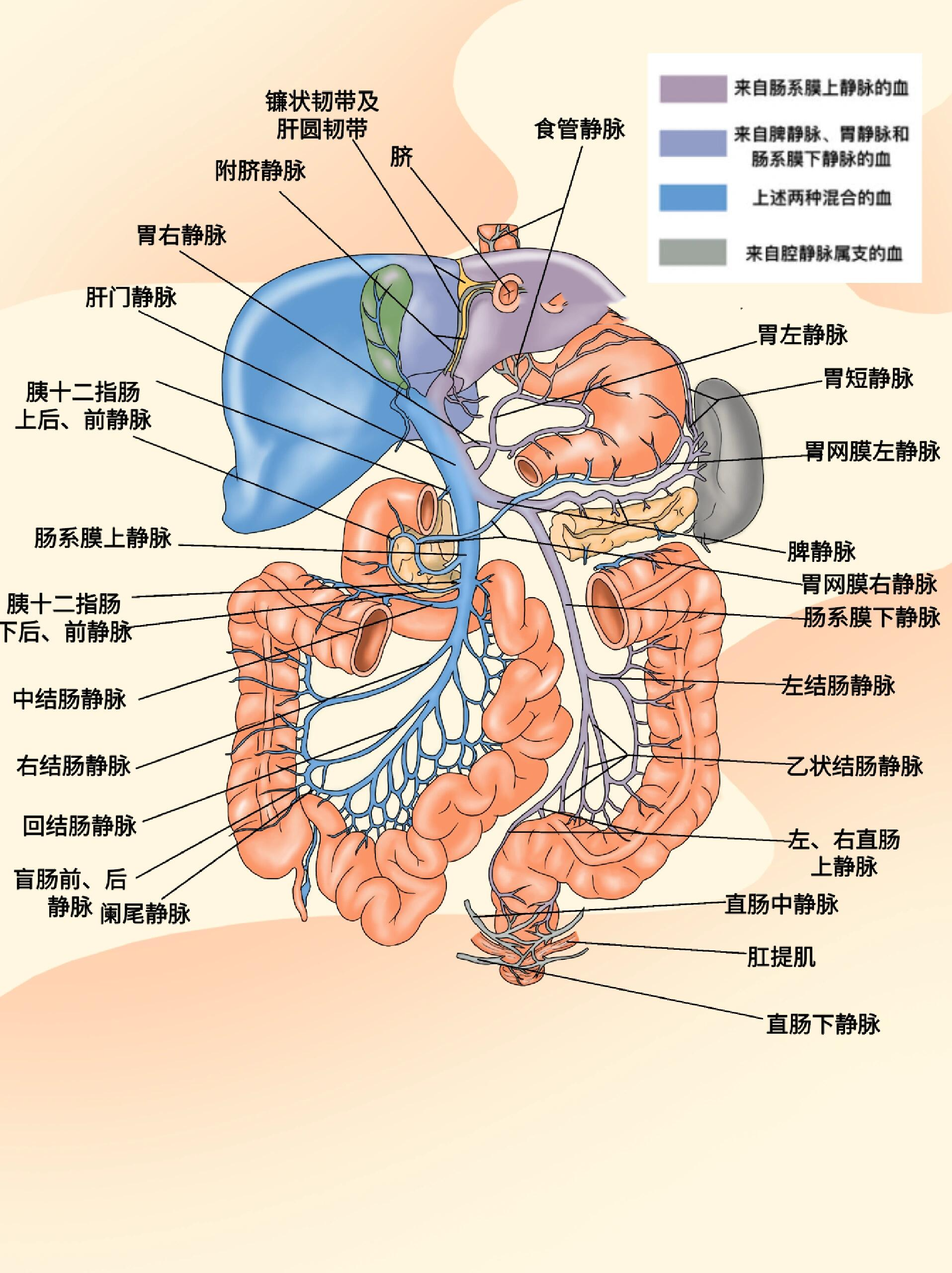 在解剖学上