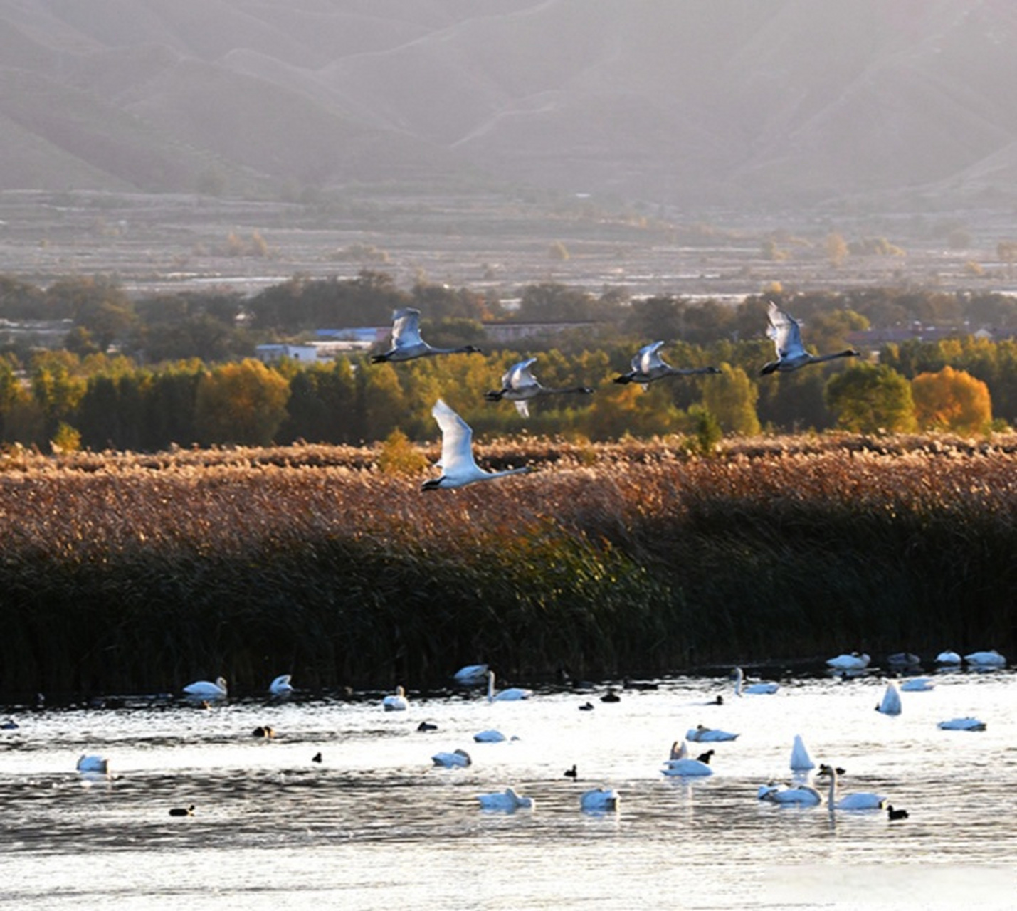 【官厅水库湿地公园变身天鹅乐园】简直太美了!