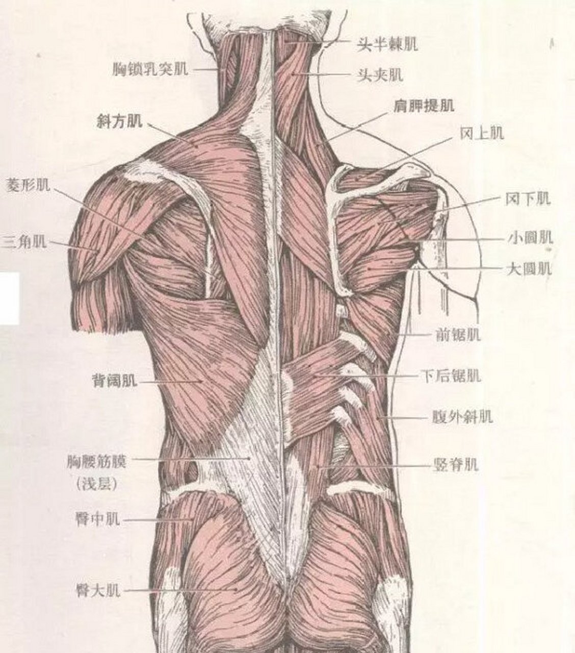 后背筋的位置图解图片