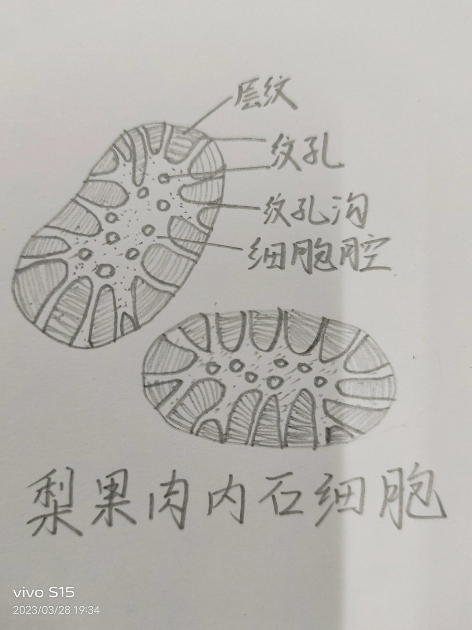 梨石细胞结构示意图图片