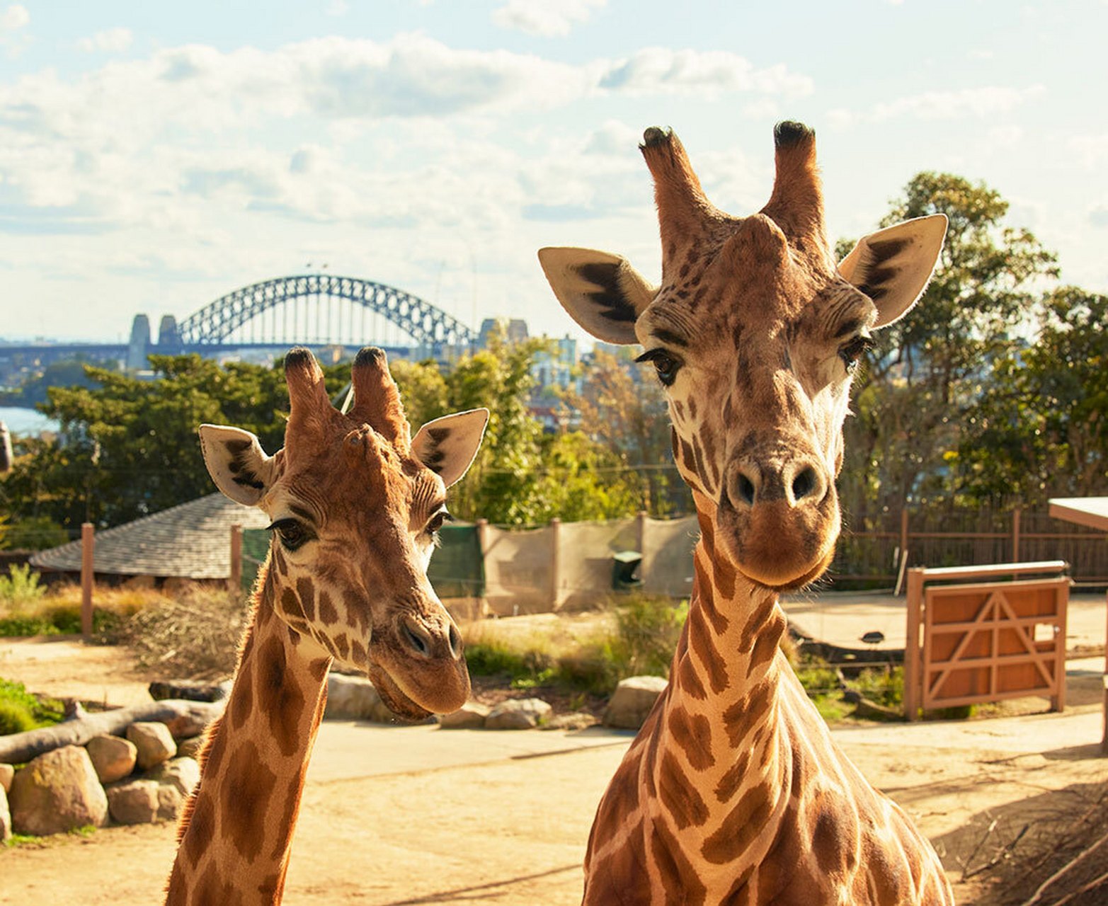 悉尼塔龙加动物园 (taronga zoo sydney) 塔龙加动物园 (taronga zoo)