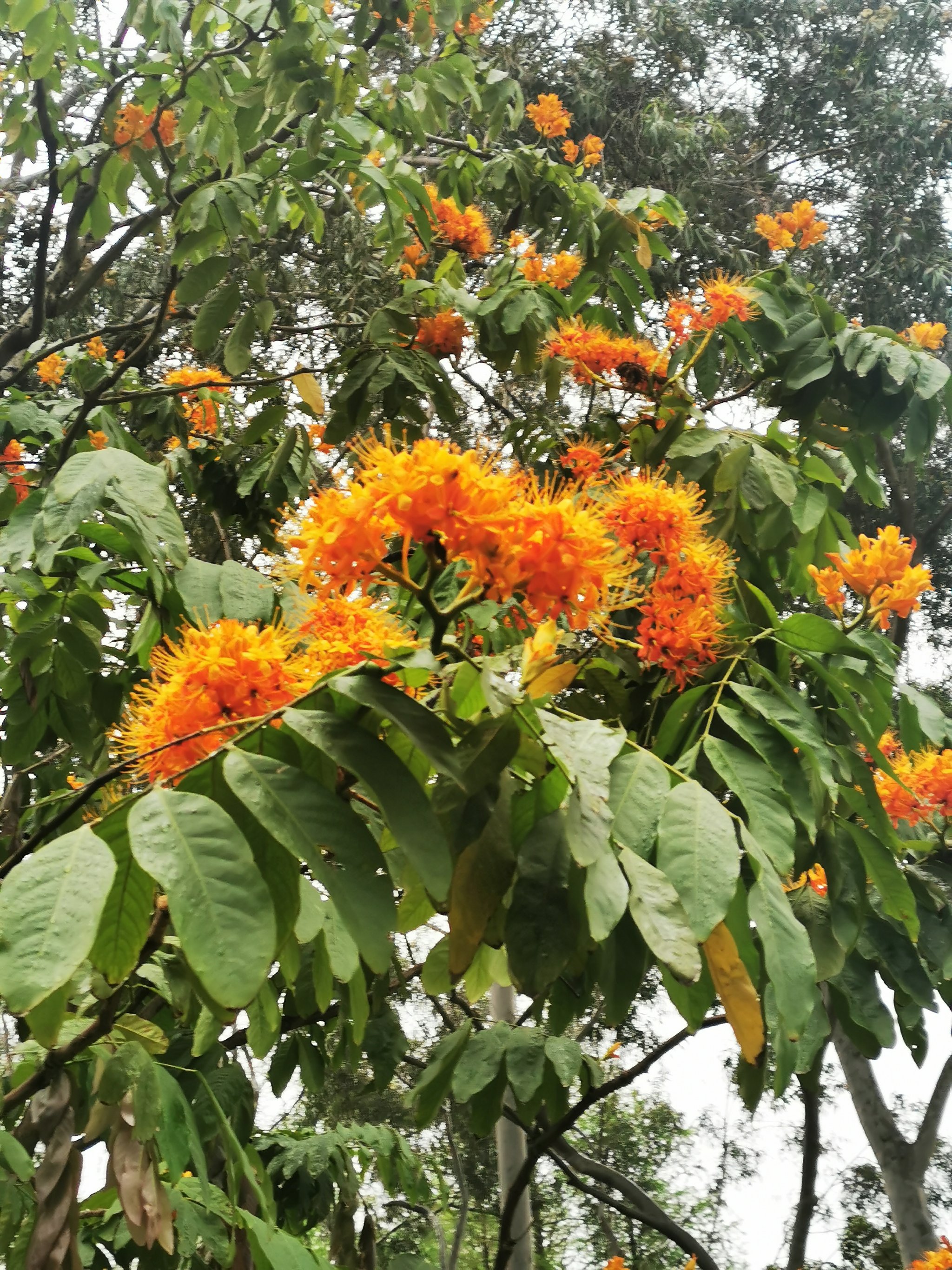 无忧花树无忧花