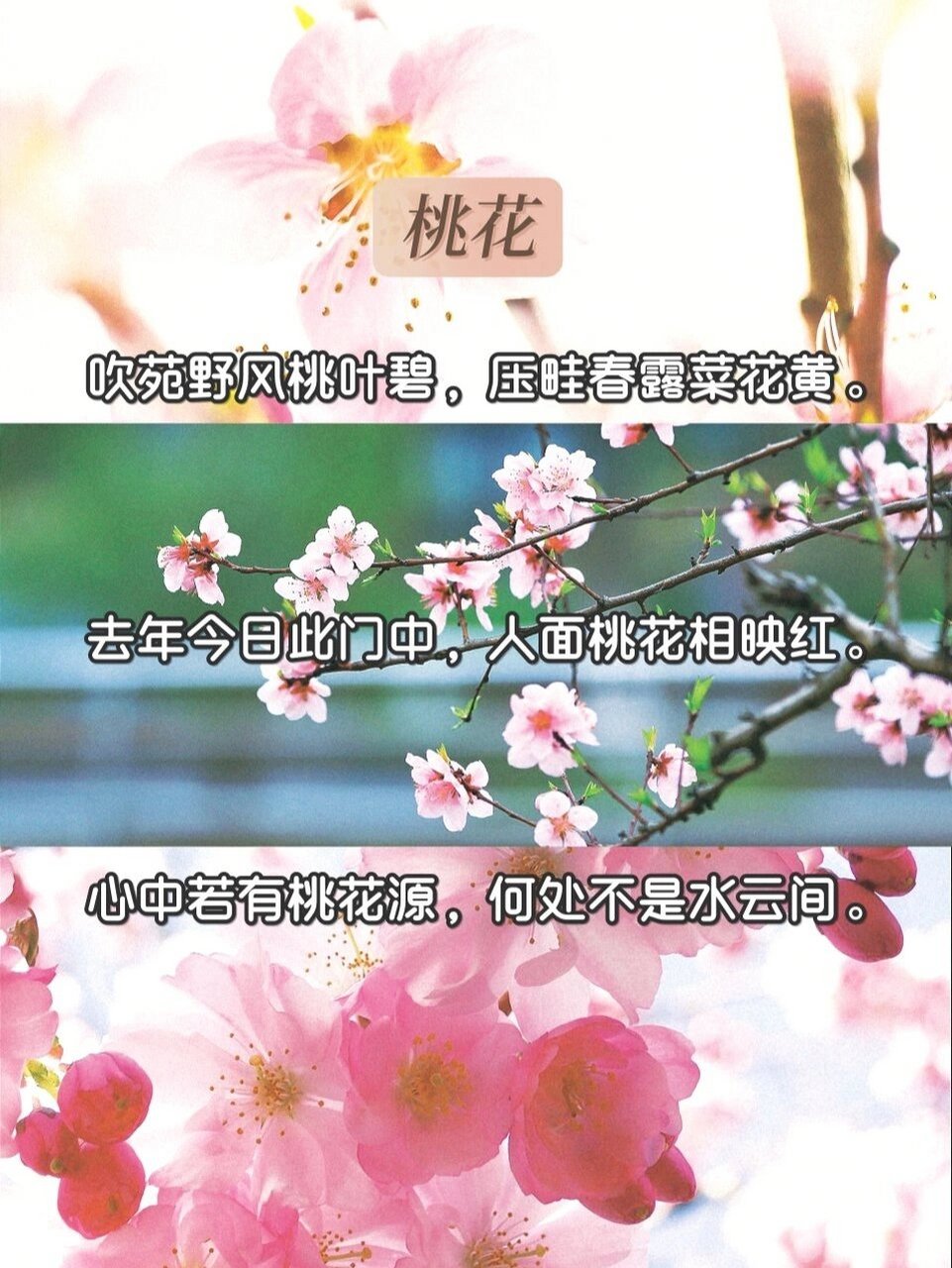 赏花节文案图片