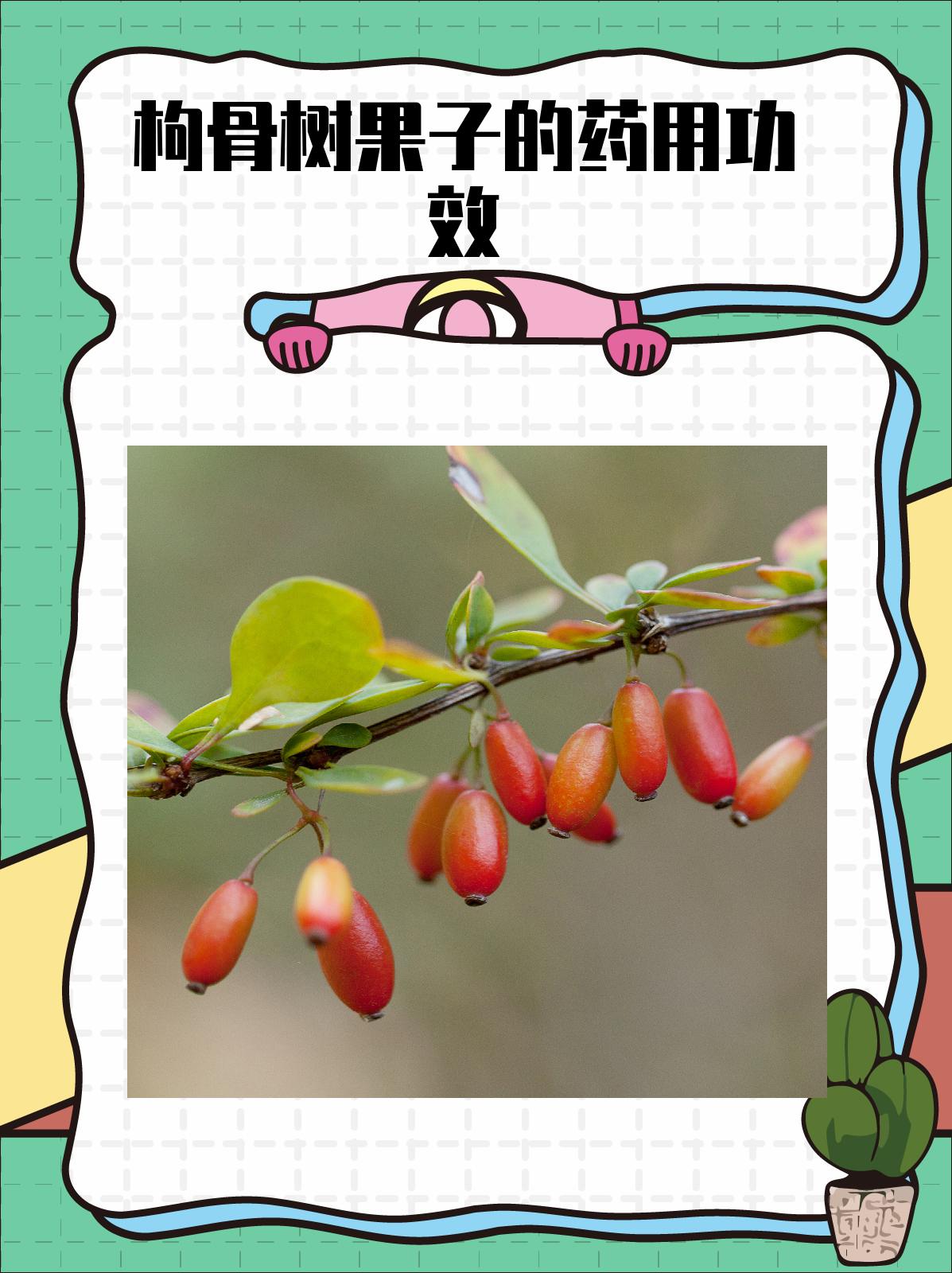 枸骨树果子的药用功效