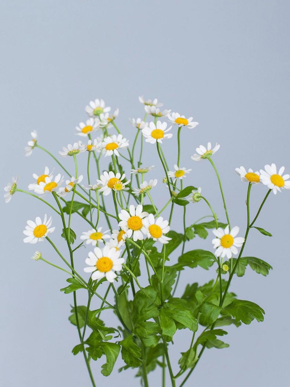 🌼花语: 【1】苦难中的力量:洋甘菊适应能力强,生命力旺盛,即便