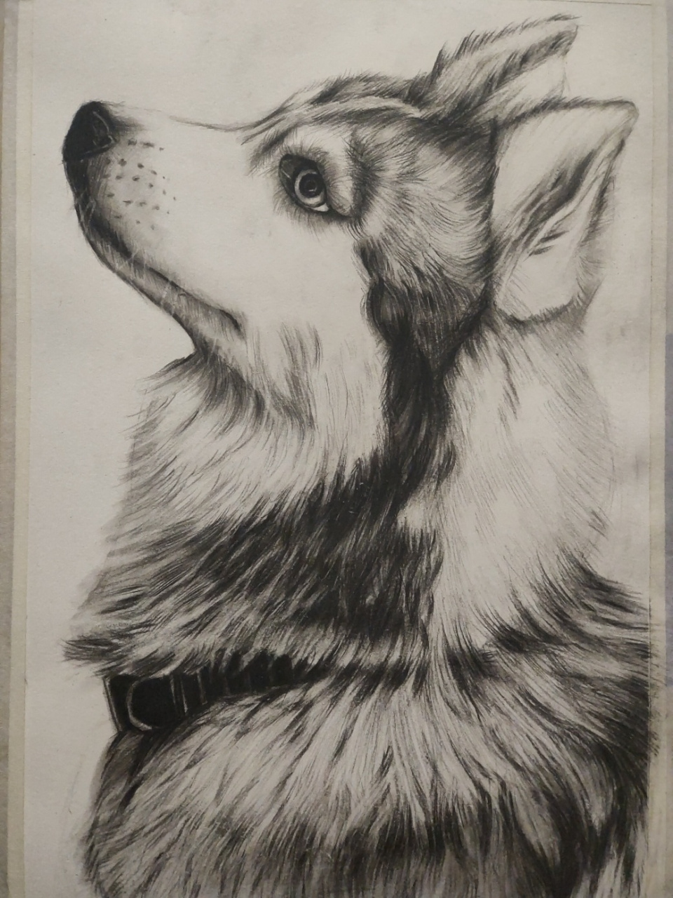 素描|狗