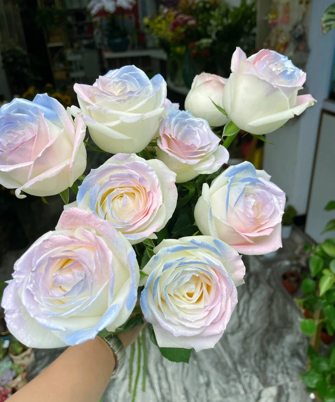 11枝人鱼姬玫瑰 人鱼姬玫瑰花语:绮丽梦境.