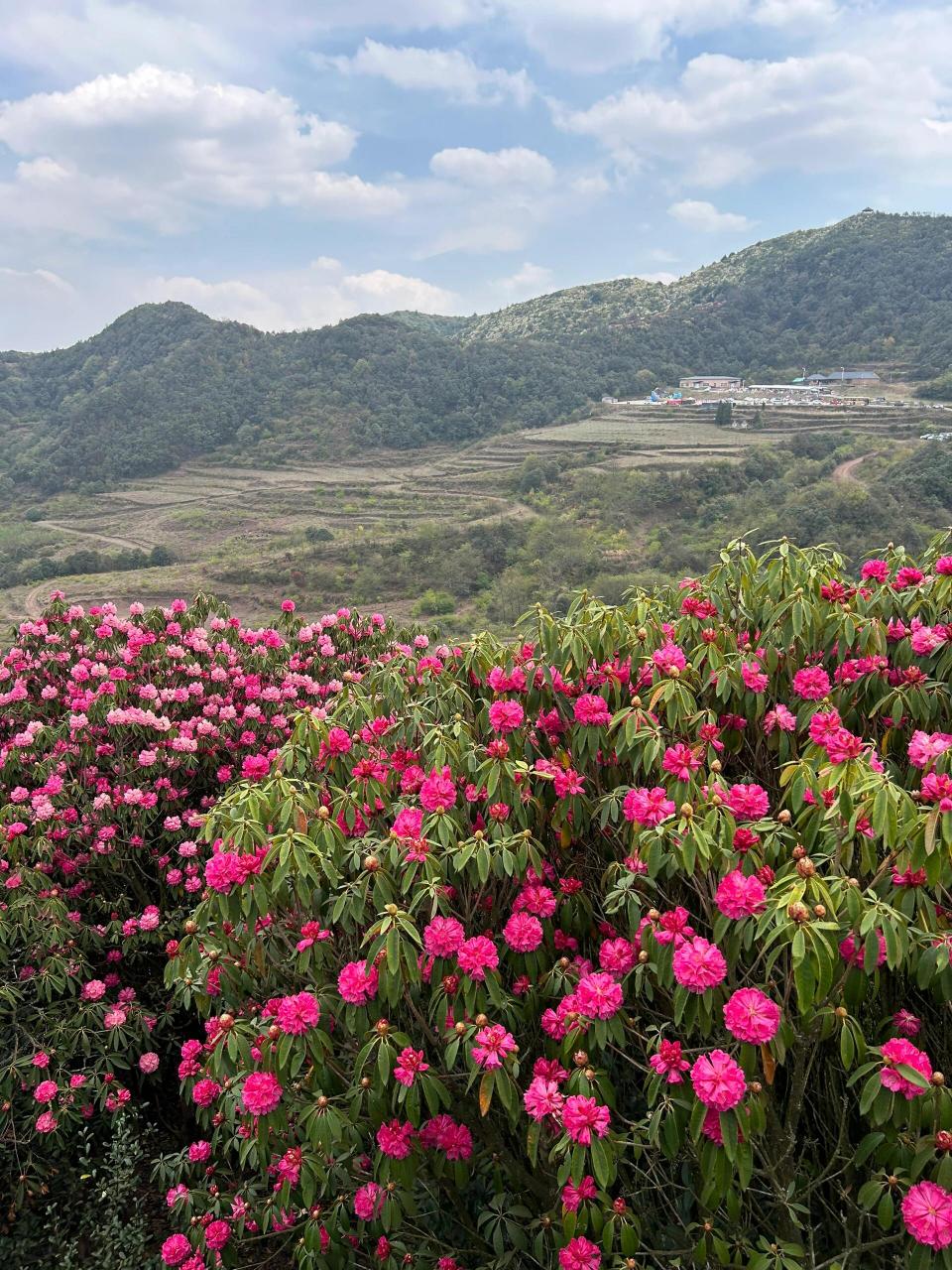 导航:曲靖市东山镇恩洪杜鹃花海 门票 停车费一共30 自驾去更合适山 