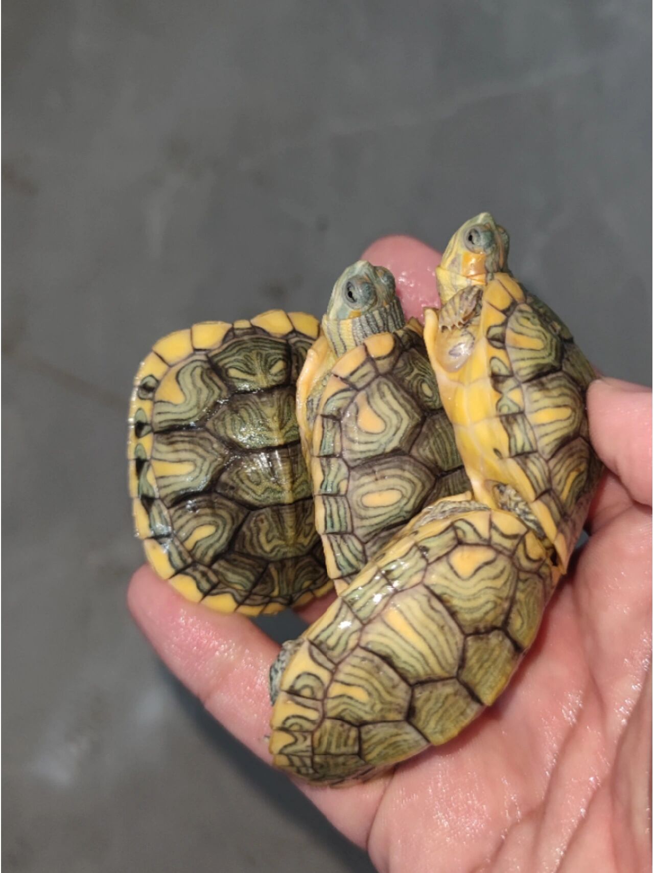 每一个都是独一无二的艺术品7315 	   #梵高巴西龟