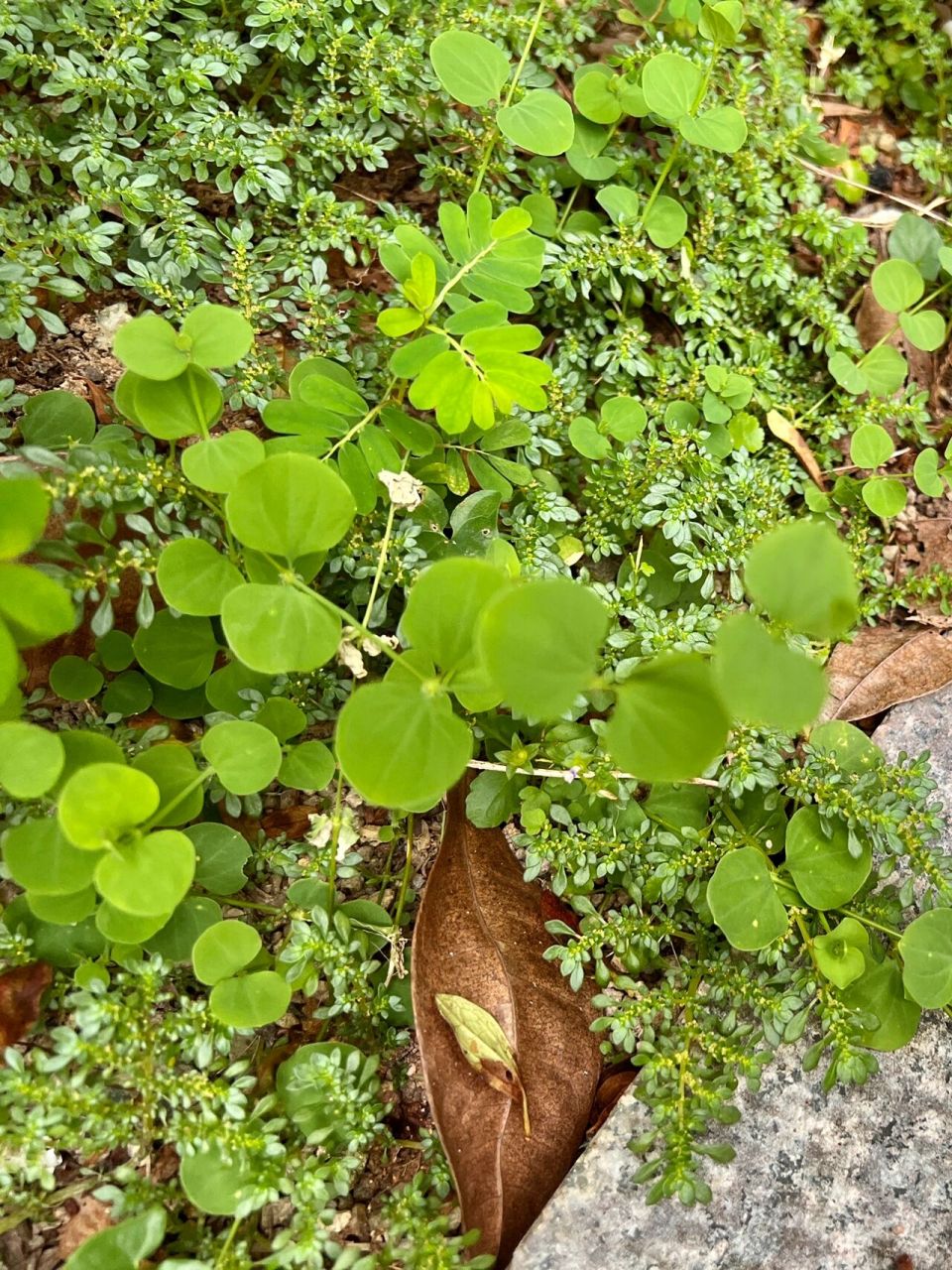 willdenow ex schultes)是石竹科,荷莲豆草属一年生草本植物