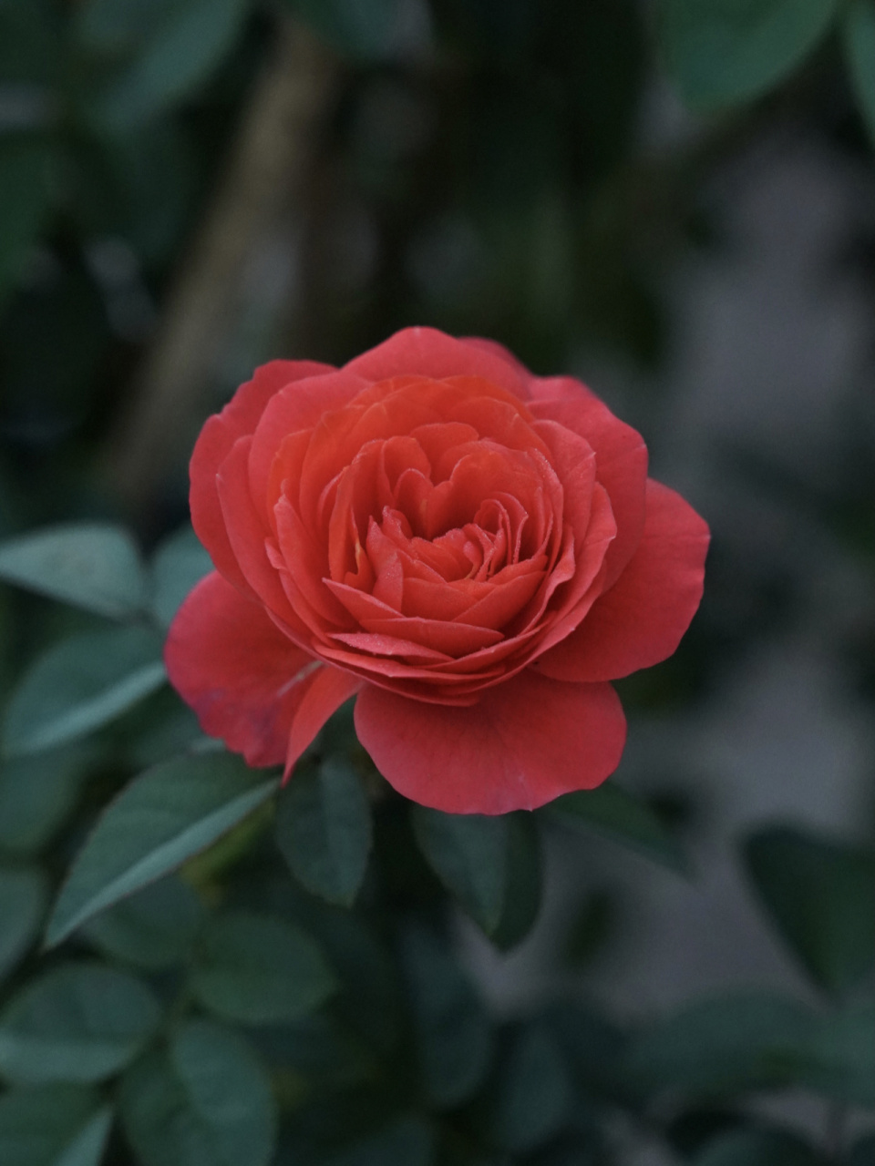【点火樱桃月季是开花机器】花不断 点火樱桃的花丛夏天开始,挂到了