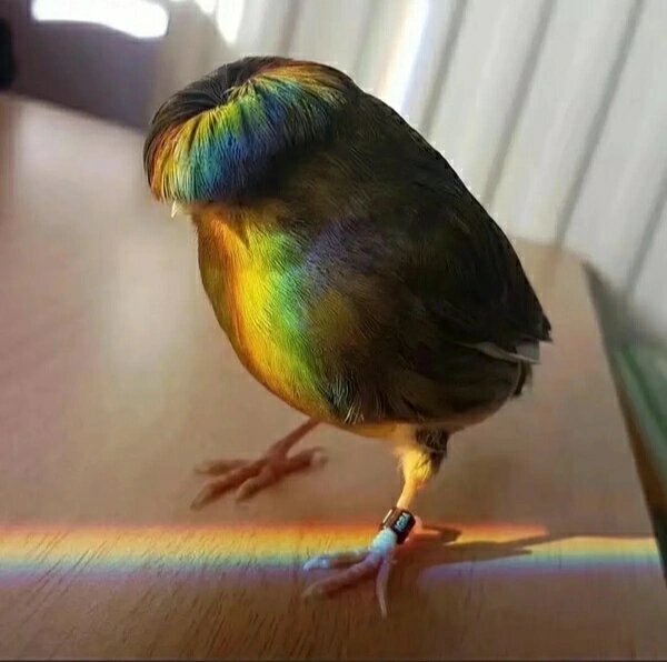 格洛斯特金丝雀 怎么看起来像个大佬感谢大佬