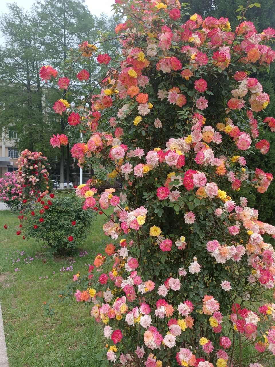 彩虹藤 听说这个品种叫彩虹藤,真的很美