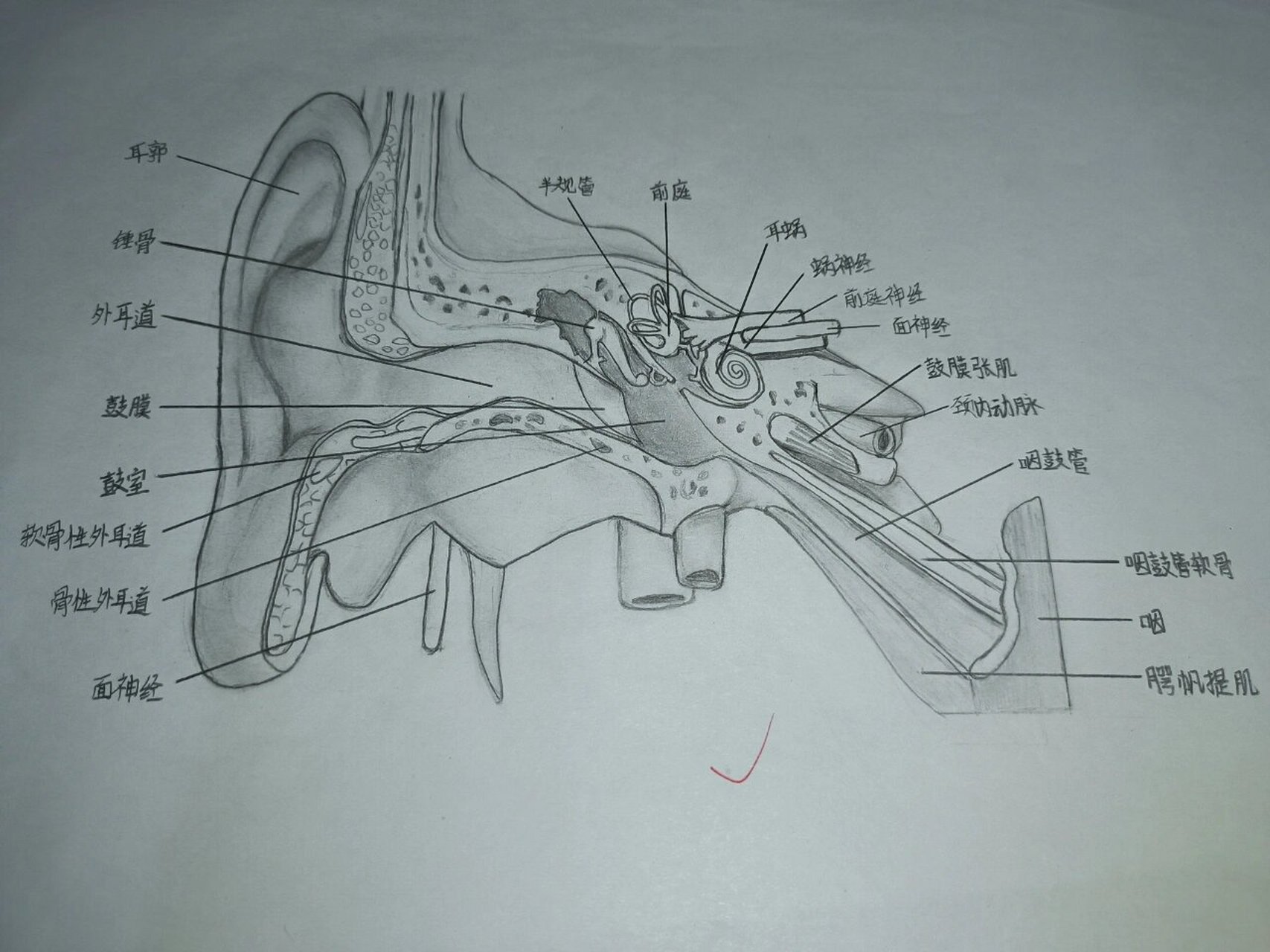 耳朵的解剖图绘画 老师让我们画的图