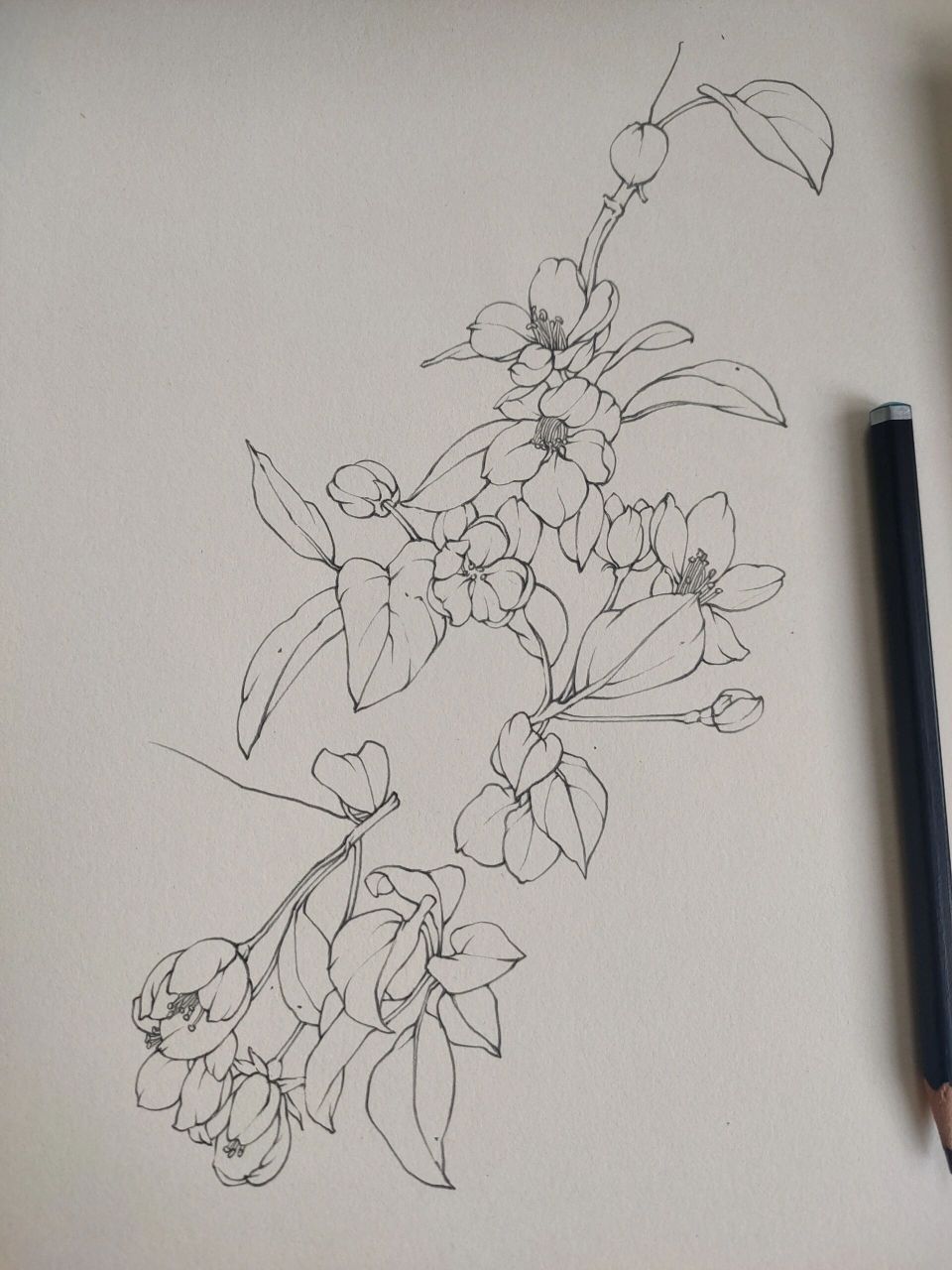 海棠花古风素描图片