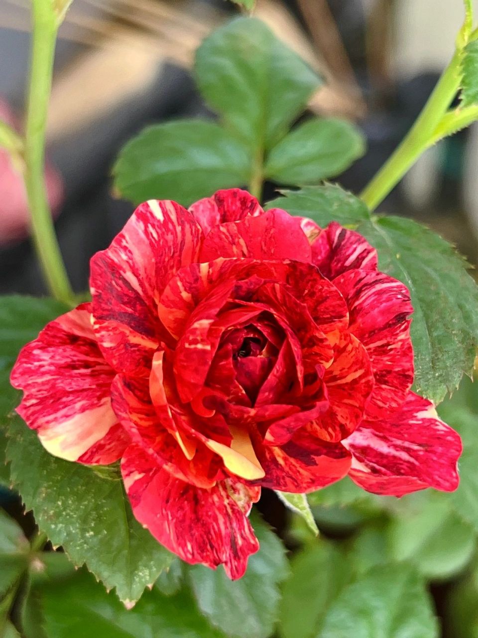 月季"果汁飞溅"植株高度50-60厘米,花朵6厘米左右,初开颜色为橙色