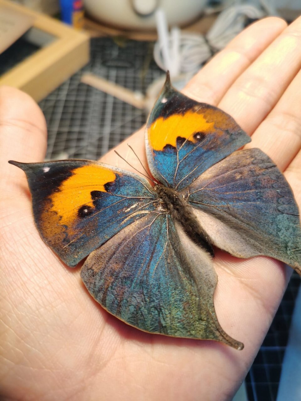 发一只展翅的枯叶蛱蝶,枯叶蝶除了背面多变复杂拟态树叶的特征,正面的