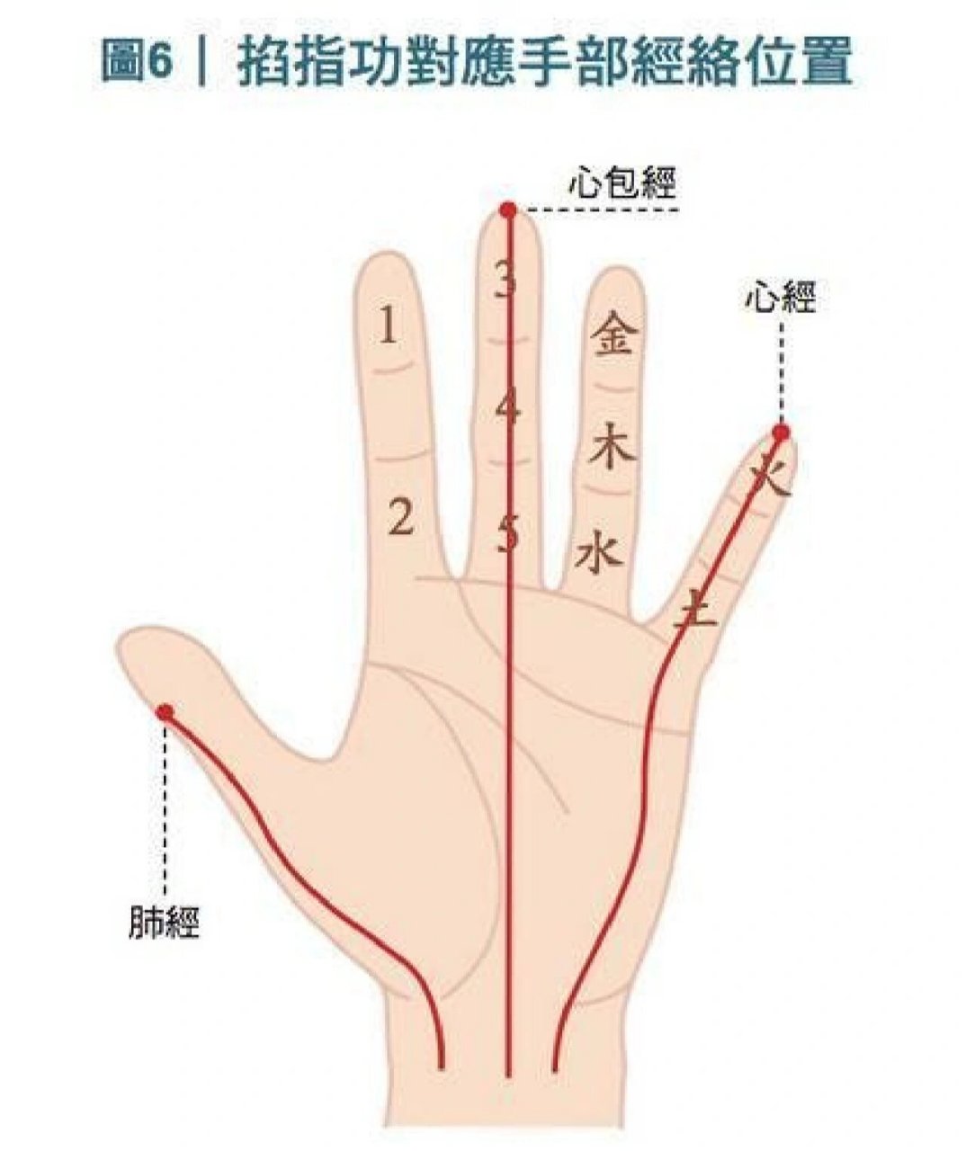 拇指对掌功能示意图图片