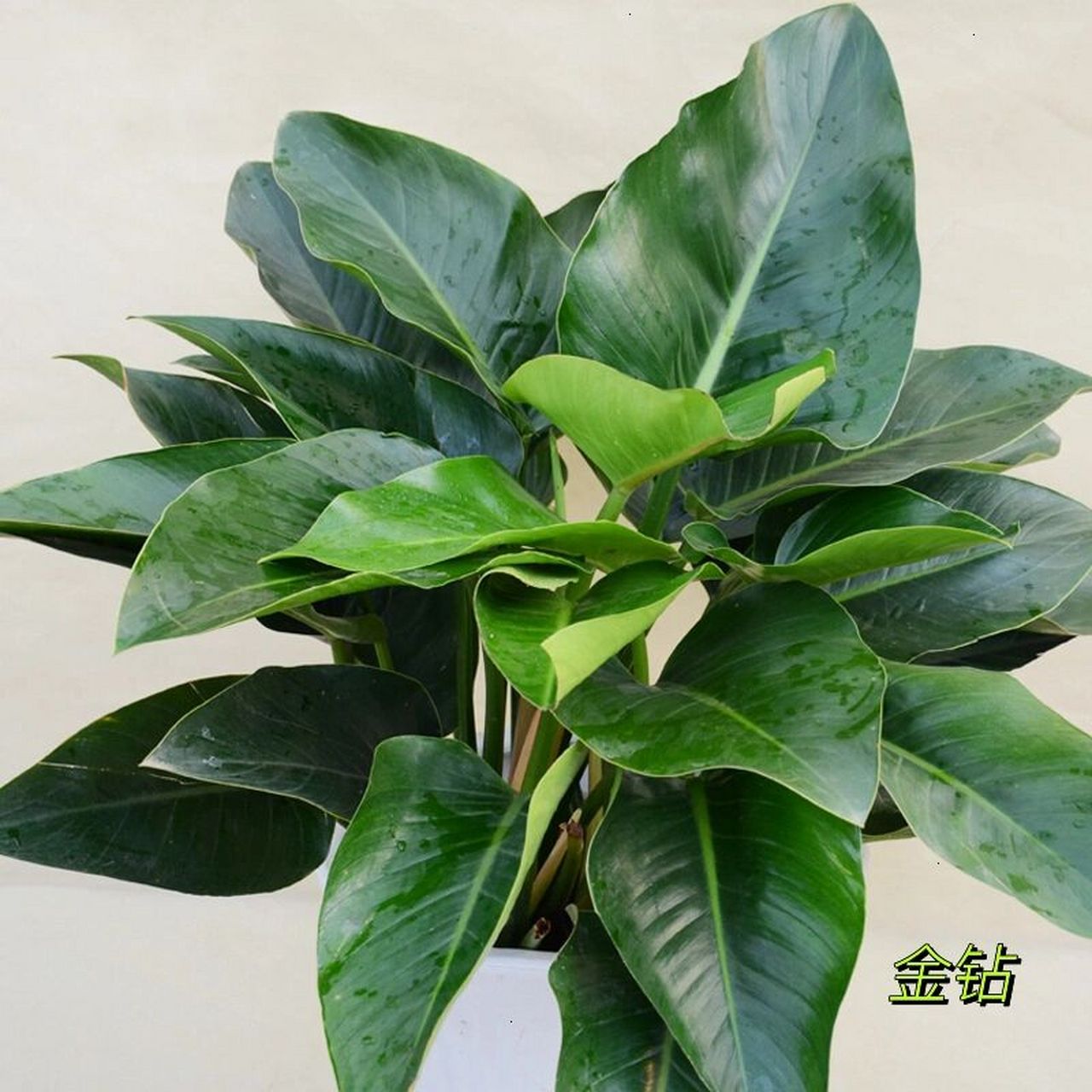 植物|金钻 97金钻性喜高温高湿的气候,最适生长温度为20～25℃,较