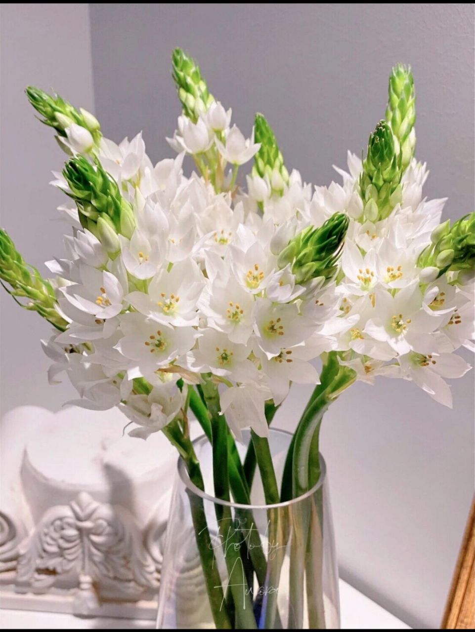 每日识花day5雀梅又名"海葱""圣心百合"    93雀梅是虎眼万年青科的