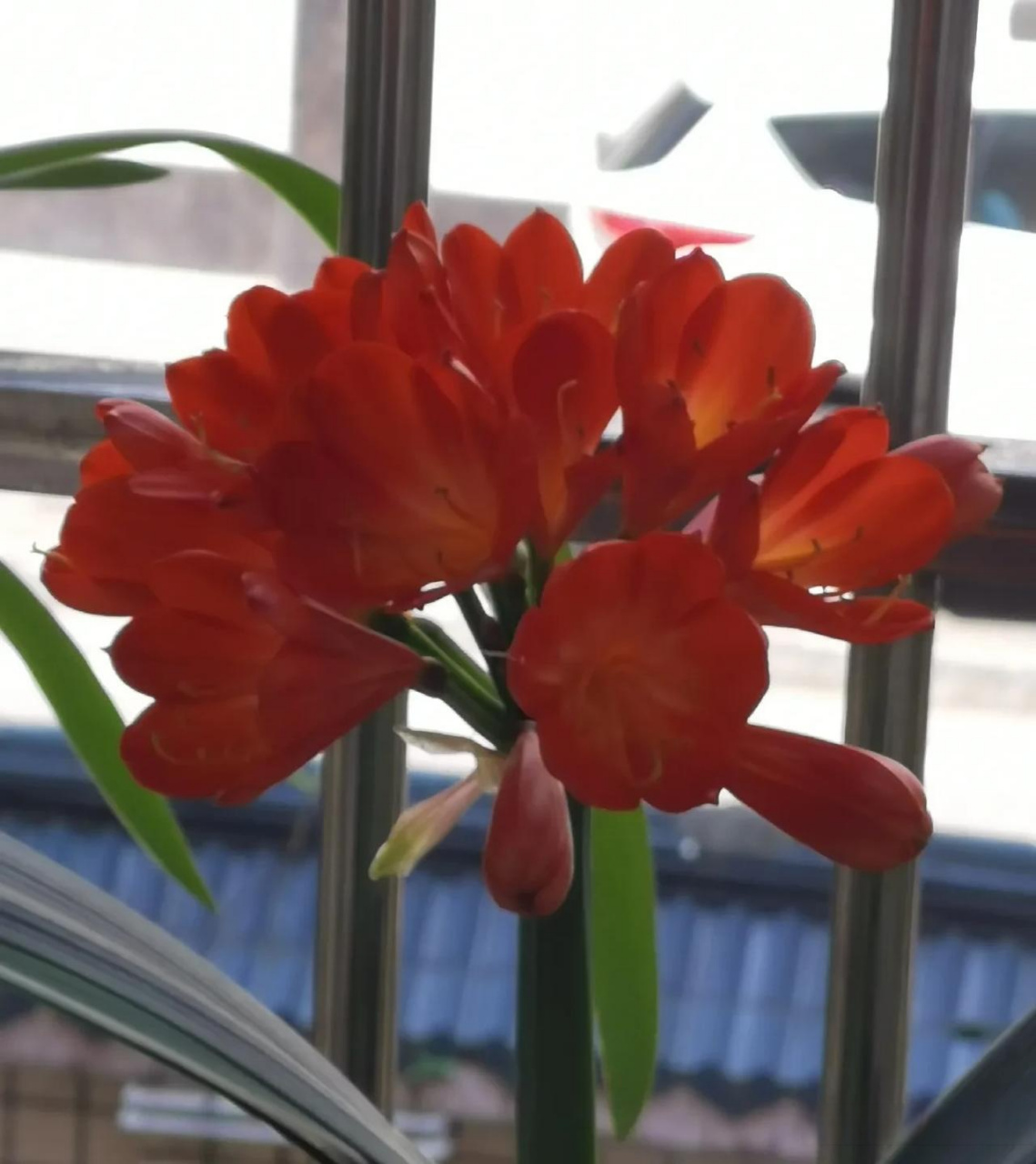 红艳艳的君子兰,盛开在阳台.