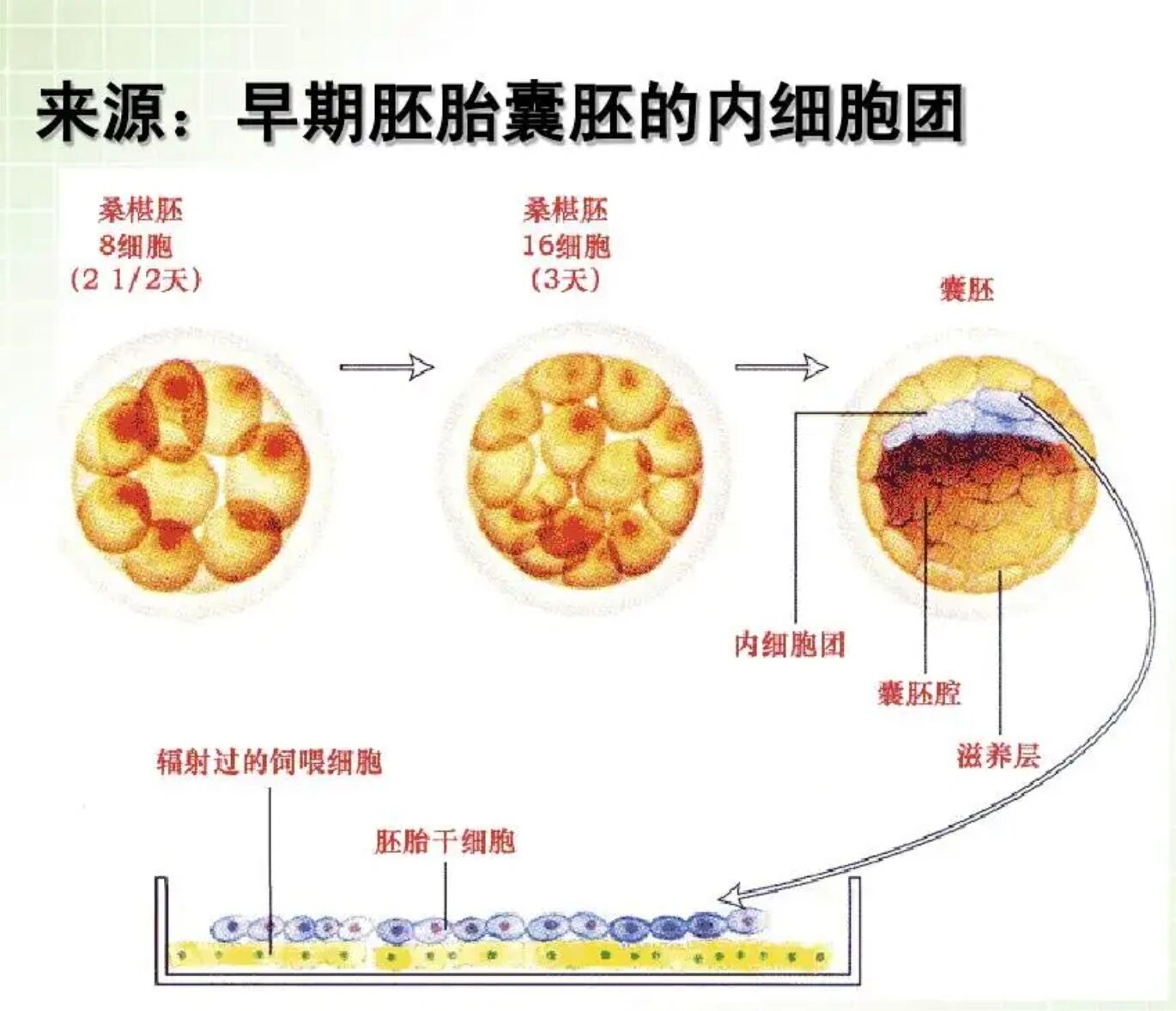 几代试管胚胎_几代试管最便宜