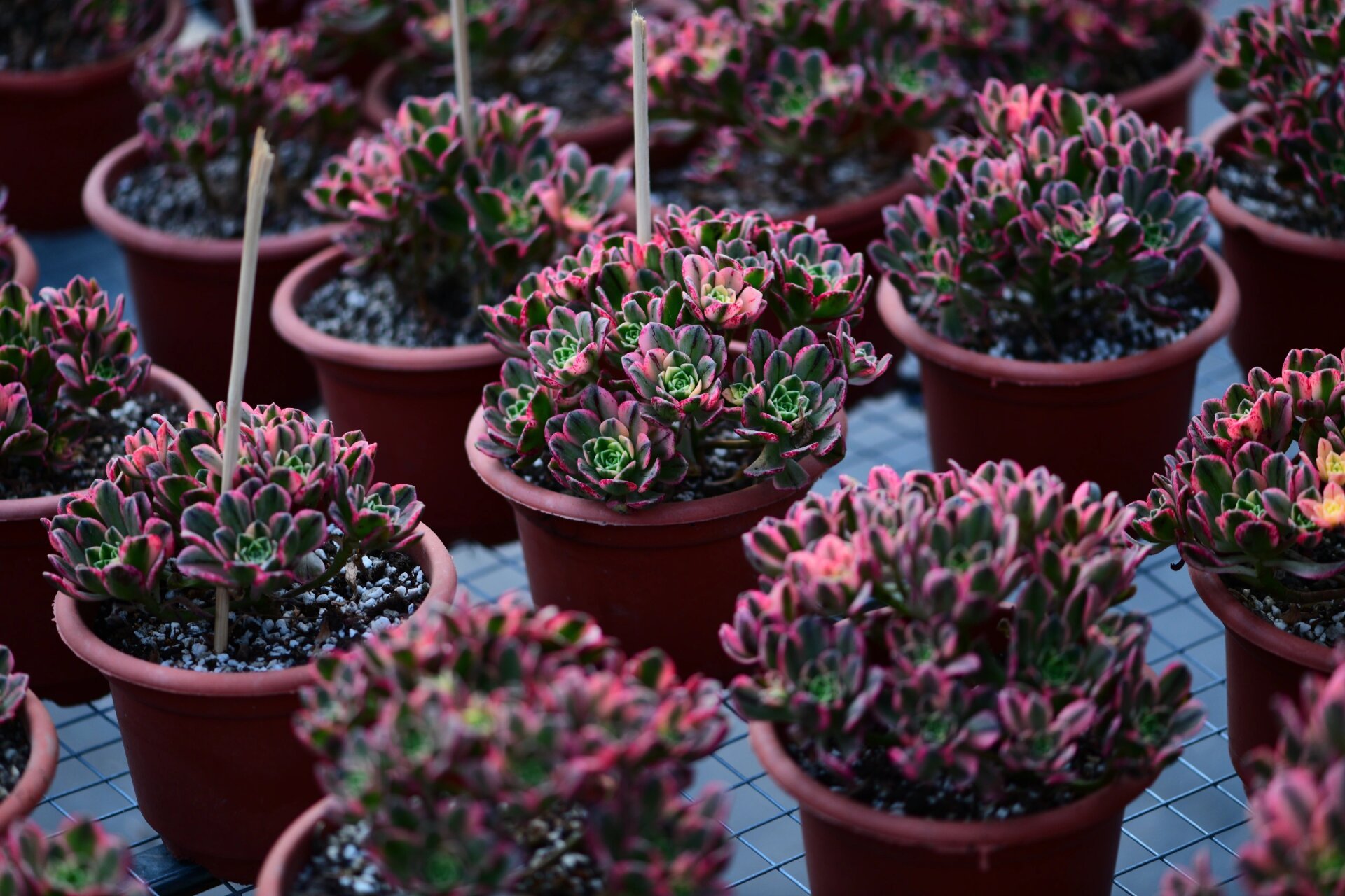 甜茶法师多肉 甜茶法师:叶片边缘是红色的,颜色甜美,充足的光照叶片是