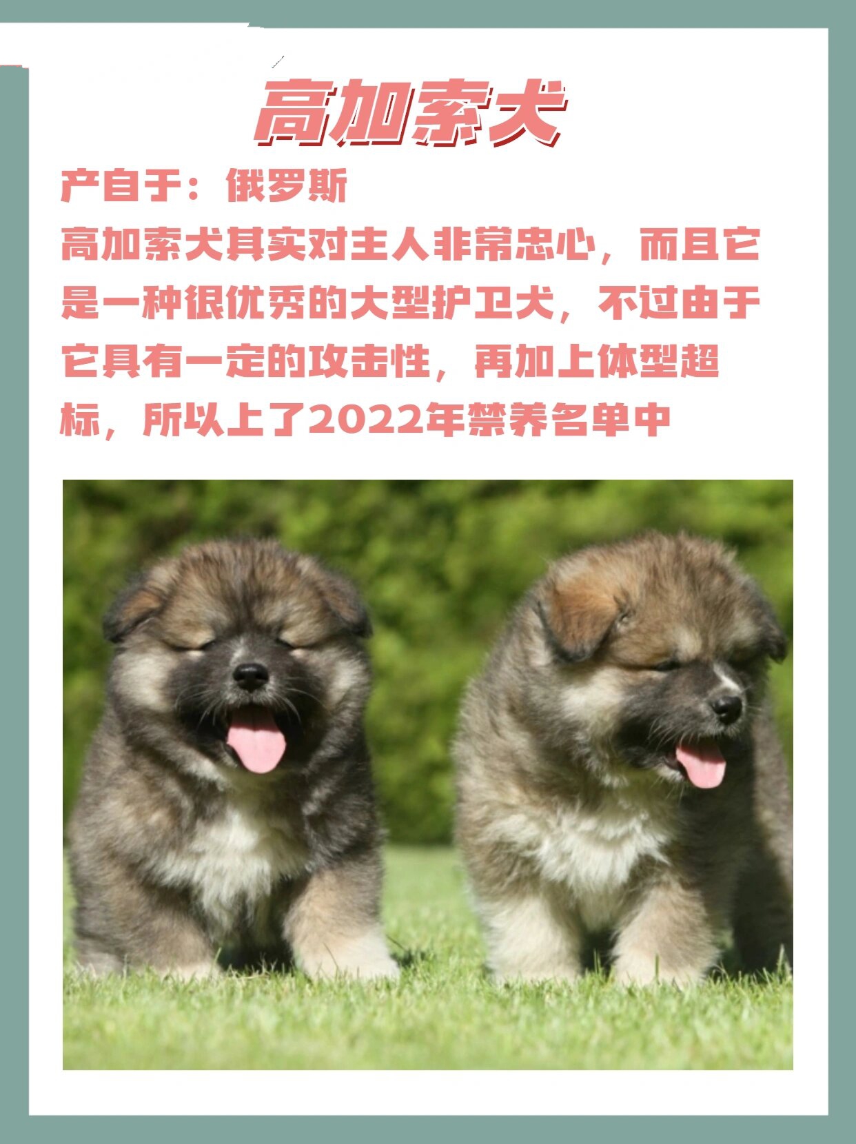 重庆禁养犬2022图片