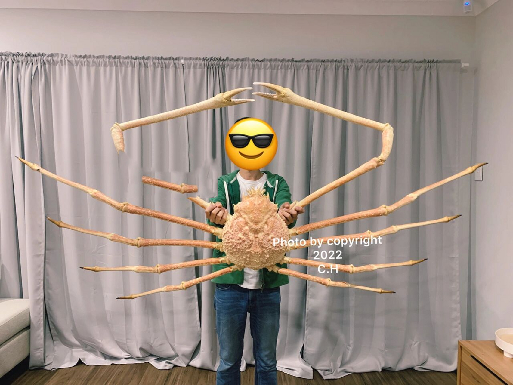 巨型日本蜘蛛蟹图片