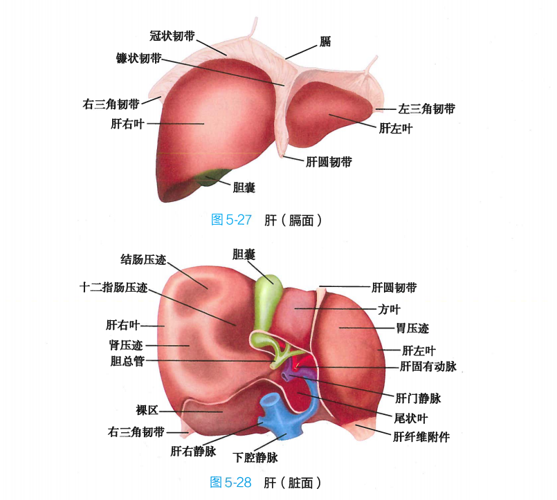 肝脏是人体最重要的器官之一,它的功能非常多