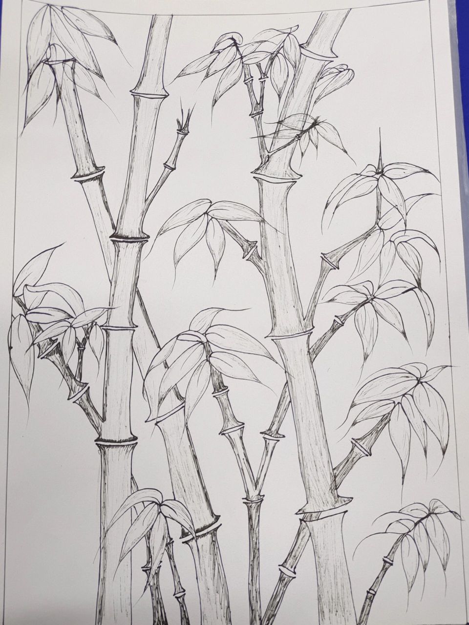 竹子的画法 铅笔画图片