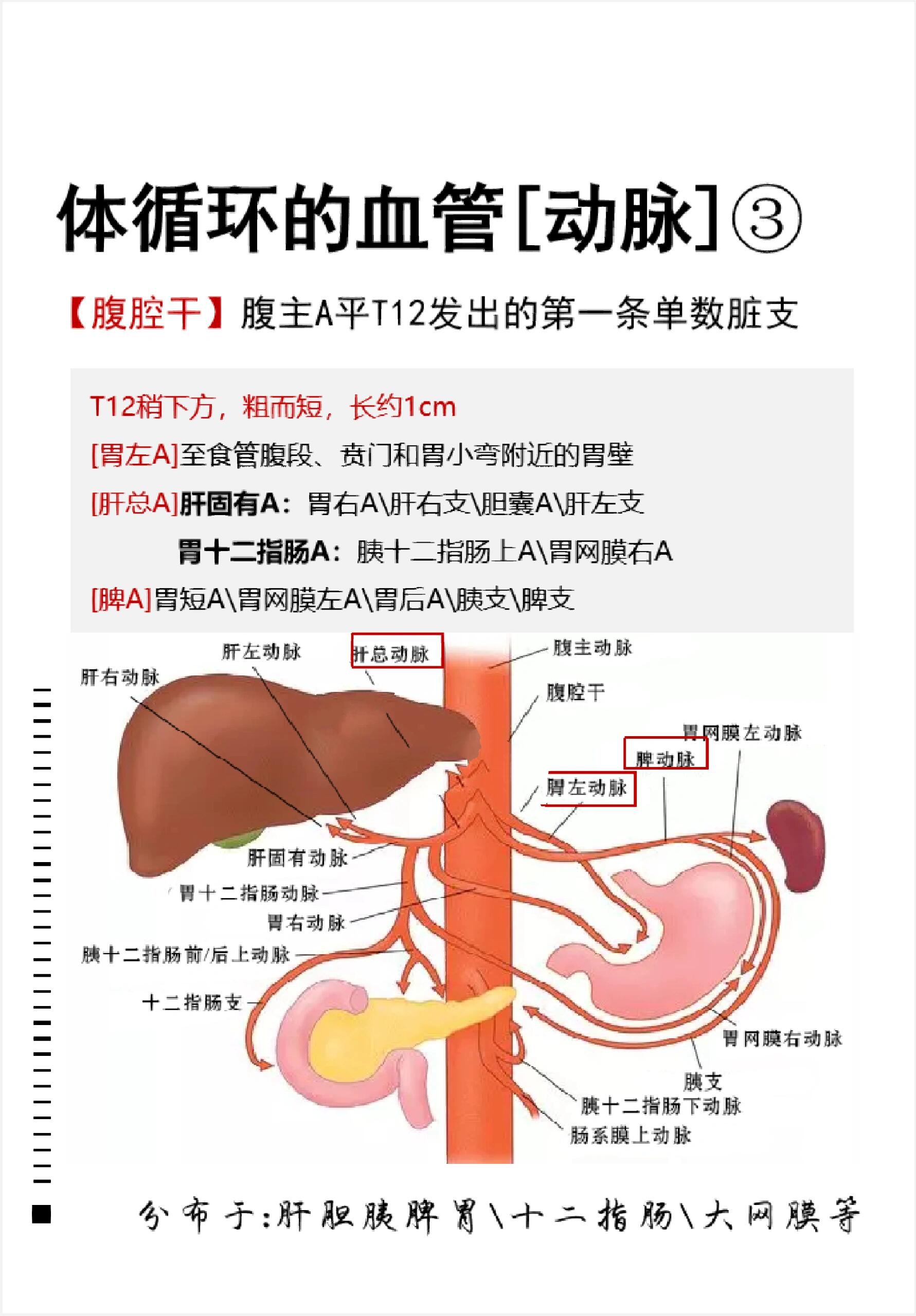 芳疗学习 no 355生理解剖@体循环血管[a]3