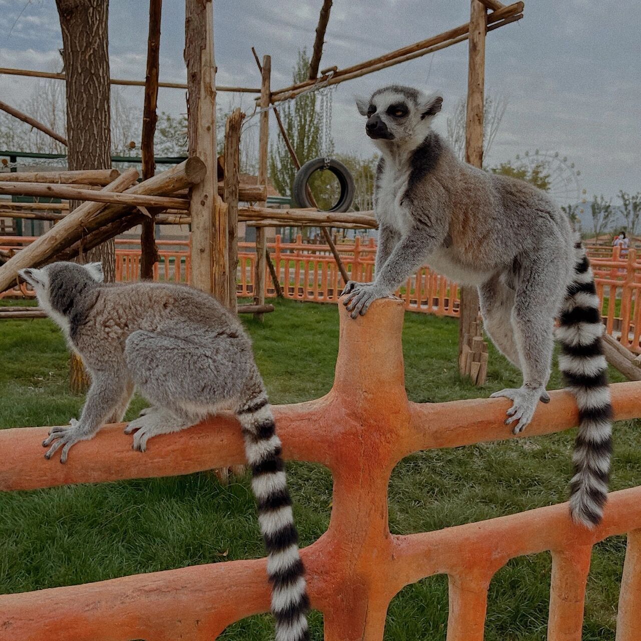 去兰州野生动物园你必须知道这些 兰州终于有野生动物园了,作为土生土
