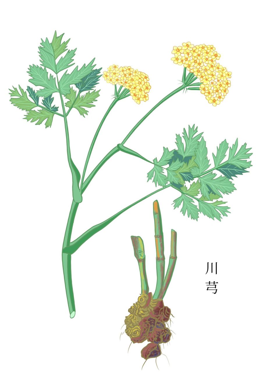 中医药本草植物手绘作品-川芎