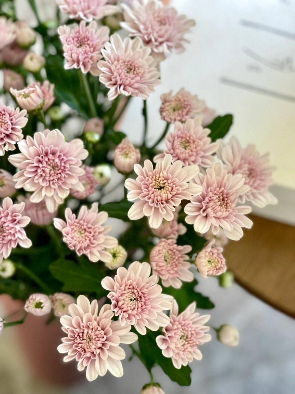 汉城粉 小雏菊 令人无法不爱的一款 94汉城粉～中型花多头菊.