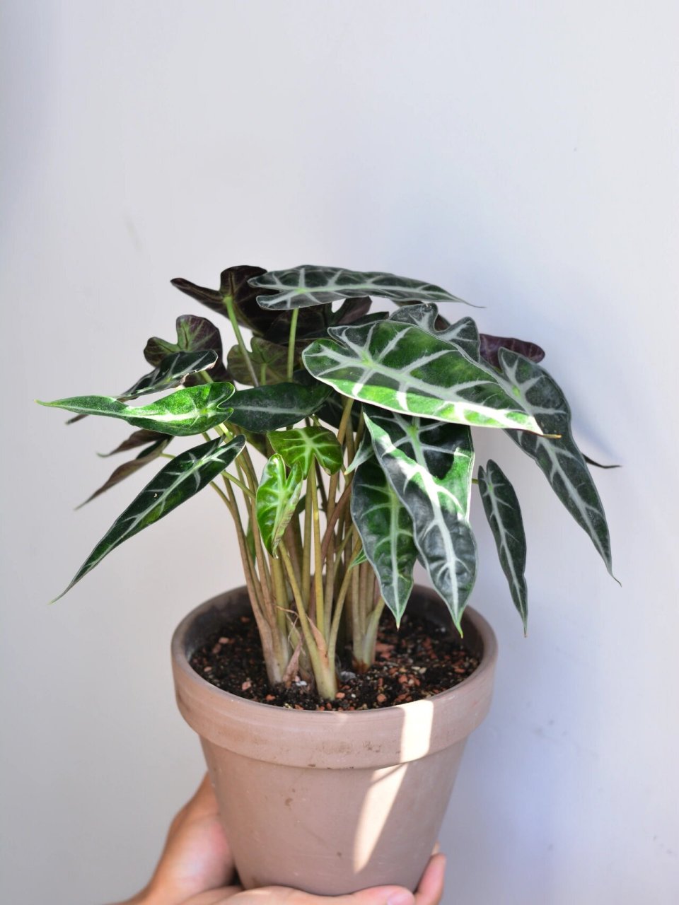 绿植分享│小仙女海芋文艺小清新室内盆栽 小仙女海芋,名字好听,样子