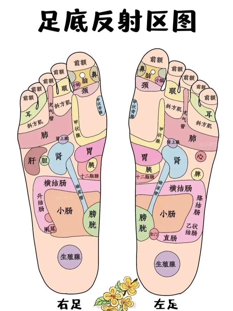 肾的脚底位置图片图片