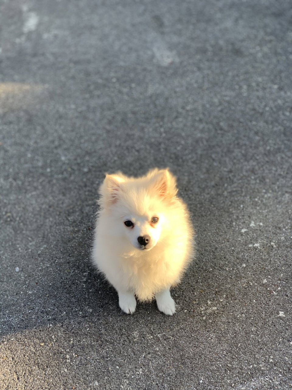 小银狐一个月成长记 去年12月中到的我家 就那么小一只🥺 现在才养