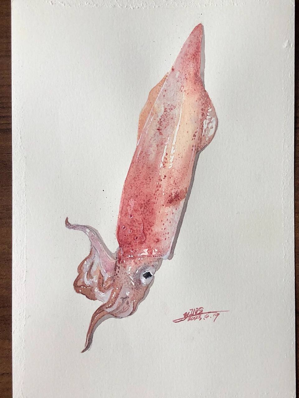 水彩鱿鱼 手账本画完了,画个小稿,水彩海鲜手绘