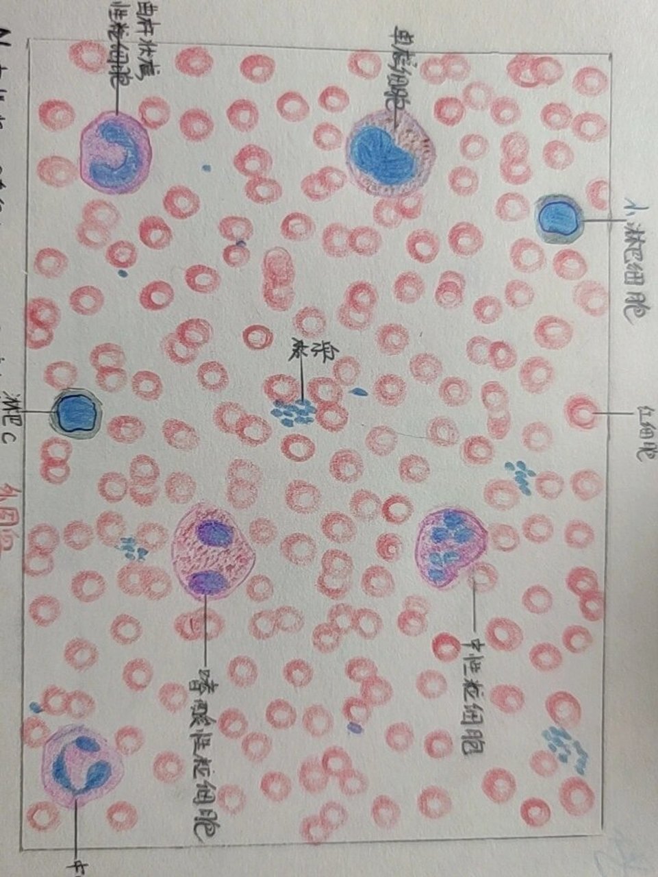 骨穿涂片示意图图片