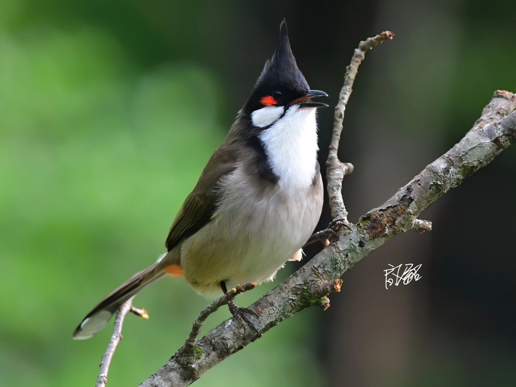 红耳鹎 成鸟全长20～22厘米,翼展约28厘米,体重23～42克.